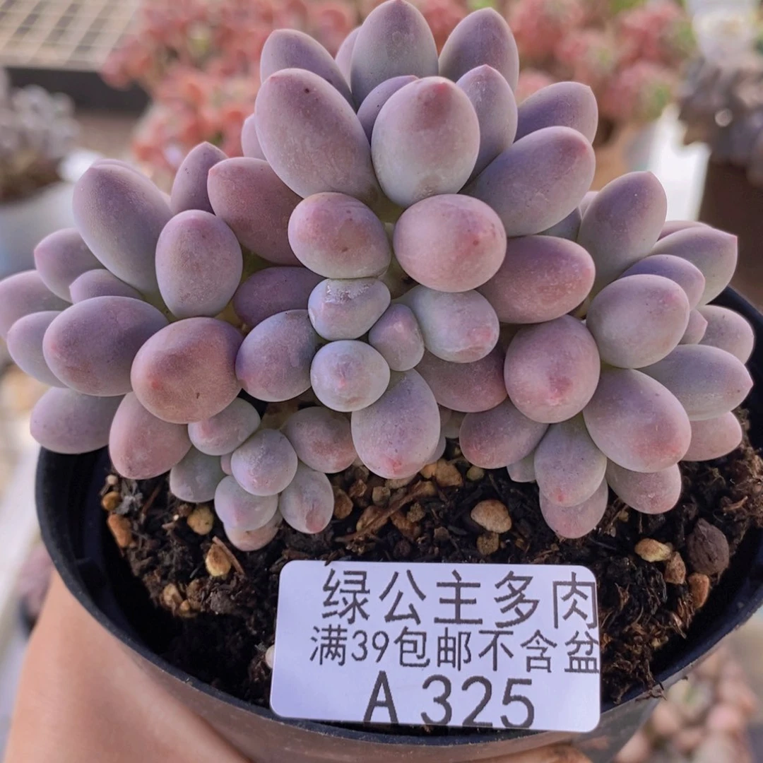 汤圆9cm325多肉植物