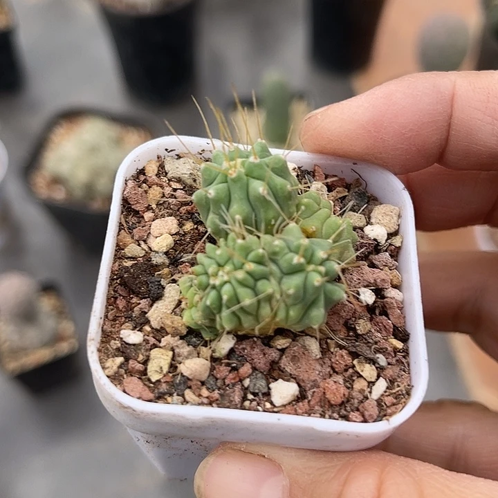 王冠龙缀化仙人球