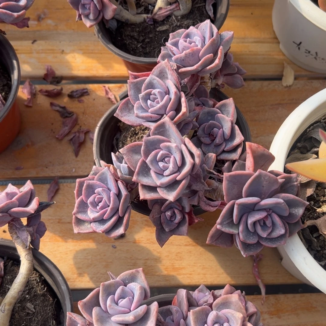 多肉彩虹糖【满18包邮】