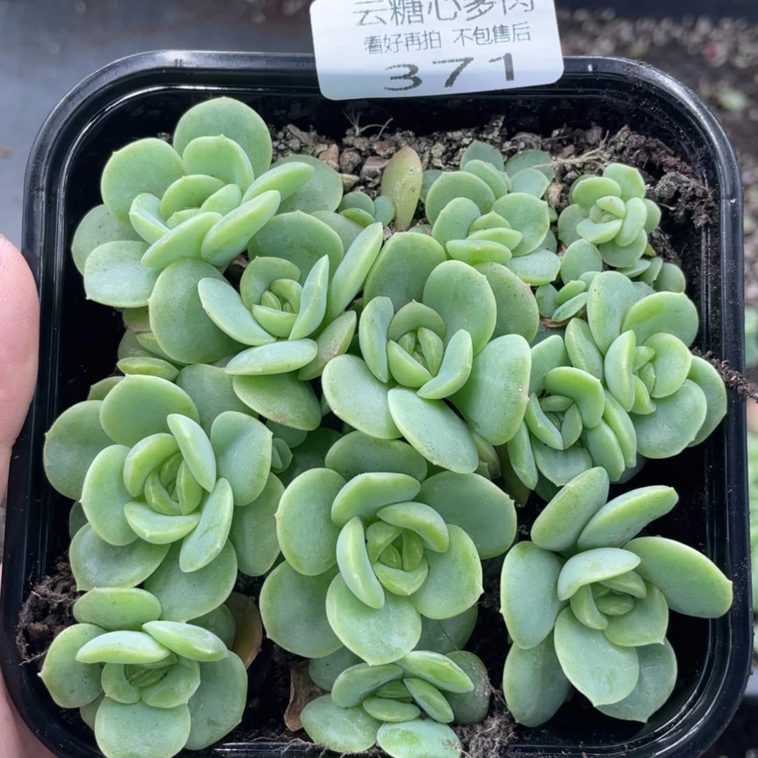 云糖心多肉植物371