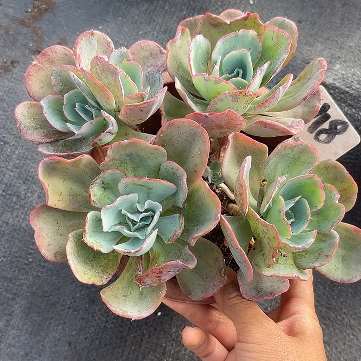 晨语多肉，一物一拍博客丽118