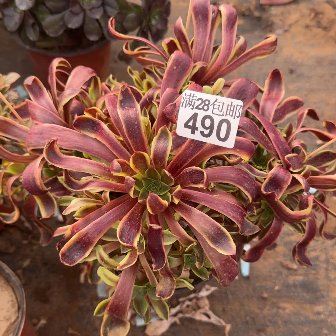 欧佳丽多肉490满28包邮断枝不包