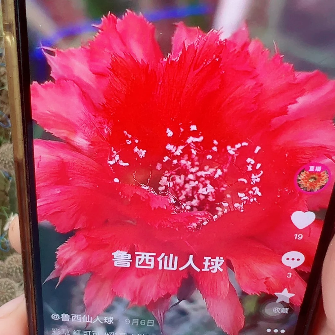 彩草 红可可 侧芽 满20包邮