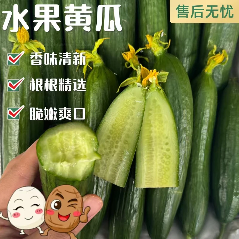 【周谷堆水果】精品小黄瓜净重4.8斤新鲜脆爽可口清香宝宝辅食（18）