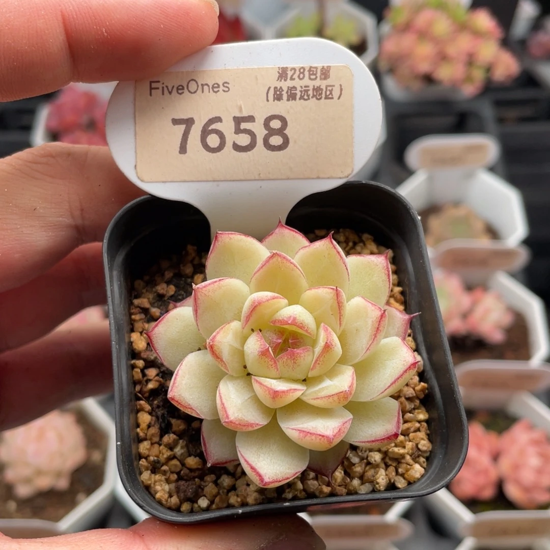 女王7658-4.5厘米