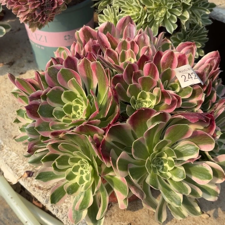 白凤多肉法师2423