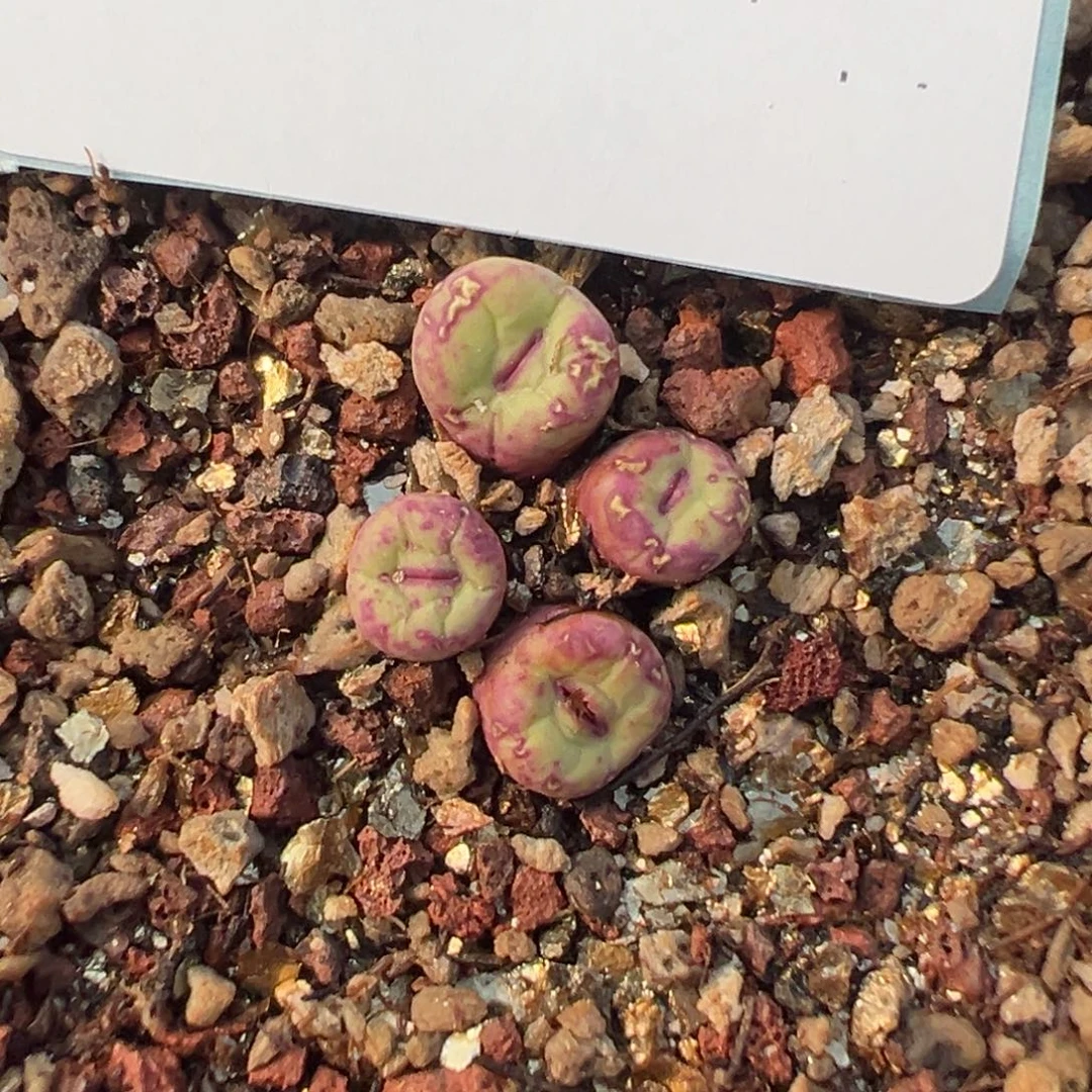 6-16红嘴多肉植物