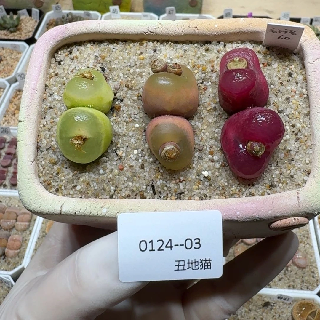 红陶琪****?0124-03盆盆盆