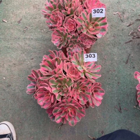 8***9302，303粉女巫朵朵多肉