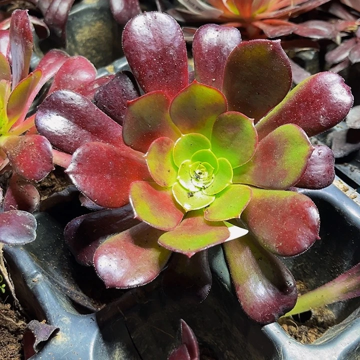 瓯紫带土球5公分以上9.9包邮