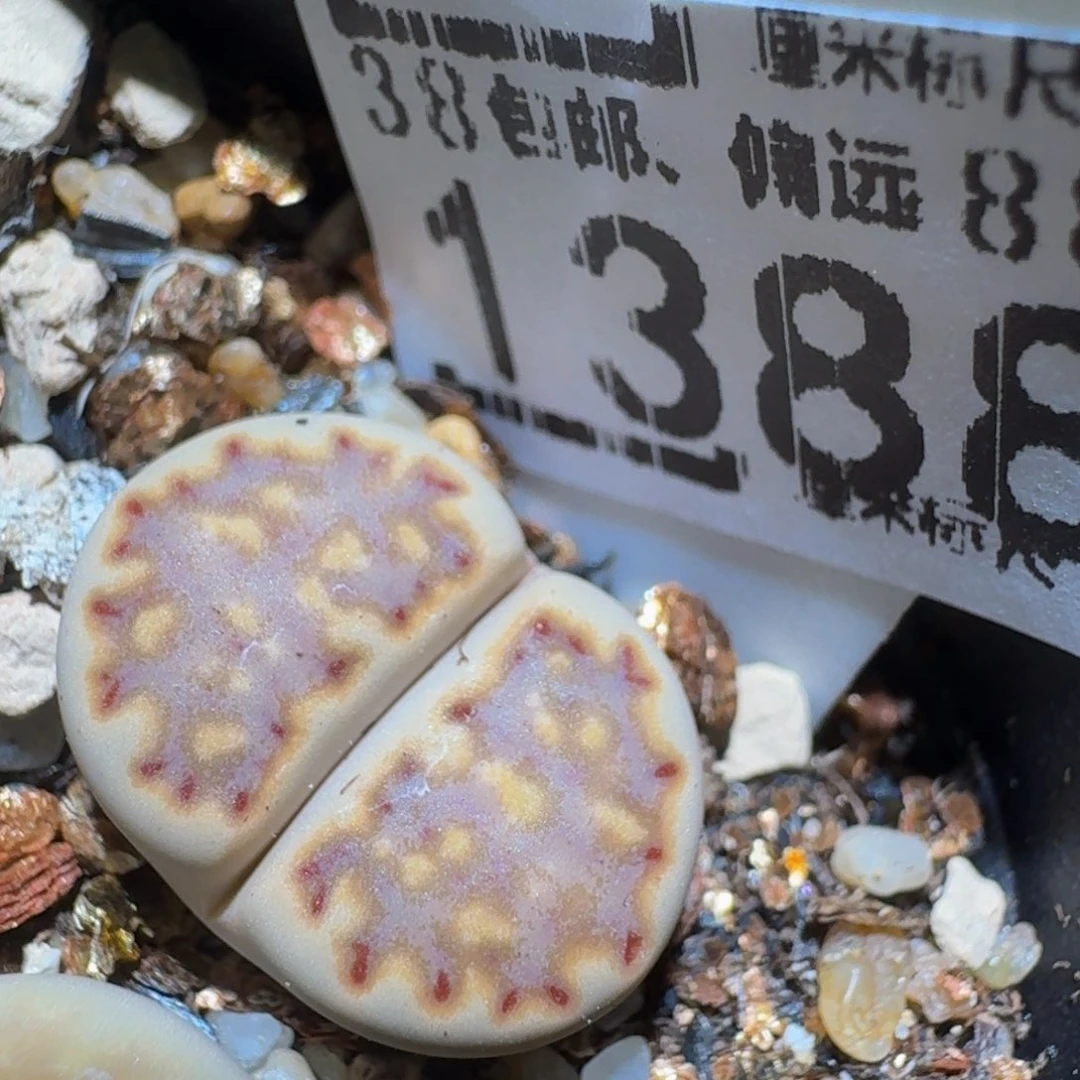 zzzz精品生石花1388