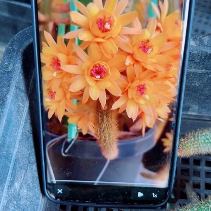 51垂钓金妞黄水晶2个歪无根侧芽8公分左右20包邮