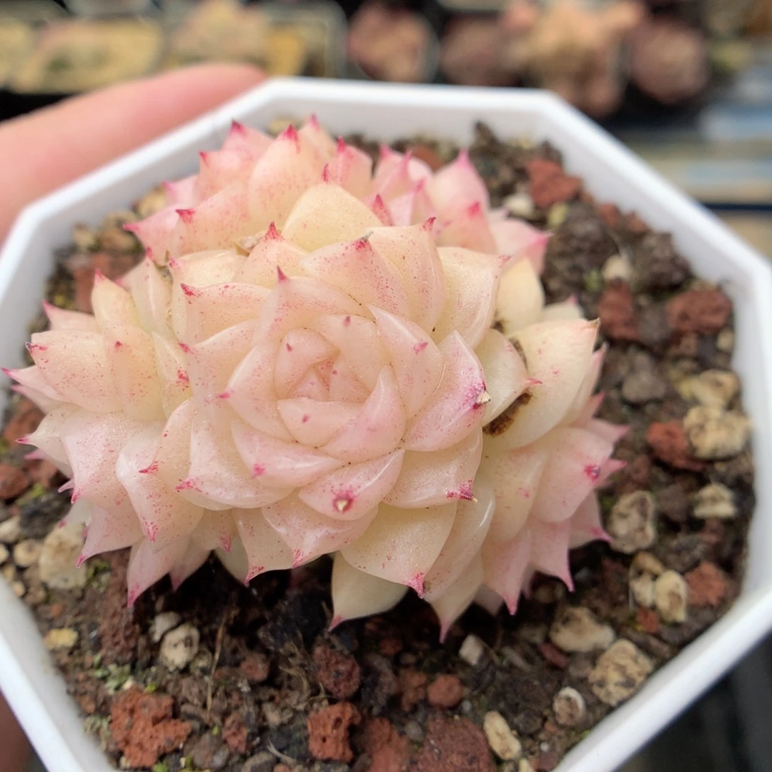 Q42 ，20包邮两天凑单偏远不发货