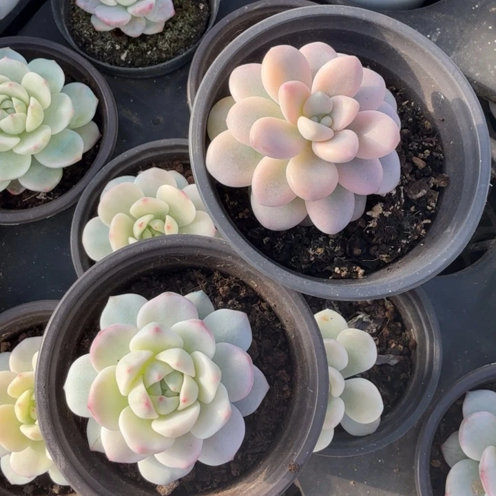 一组开播福利 两颗到手