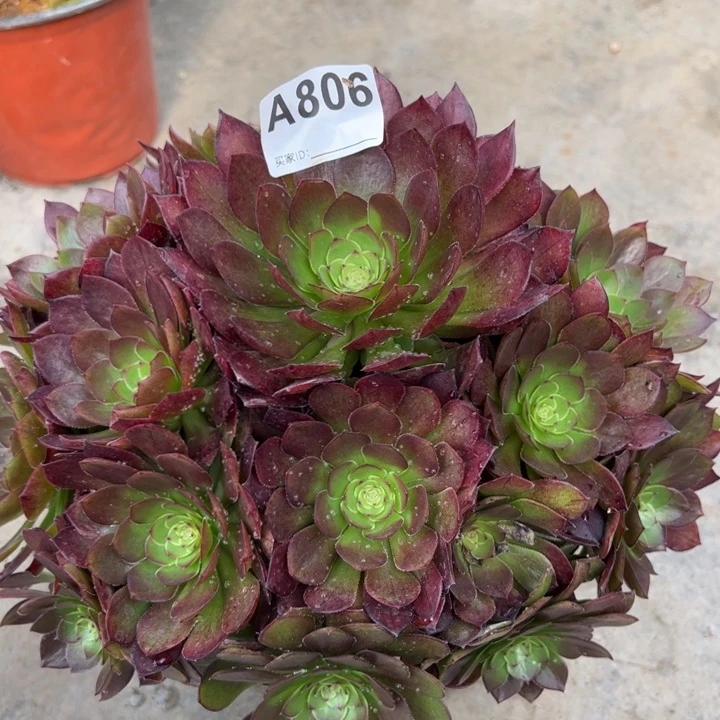 806红魔多肉23厘米左右
