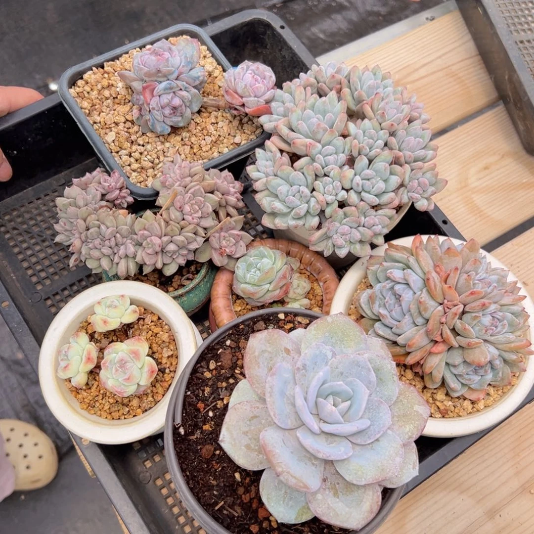 新年快乐 新年快乐