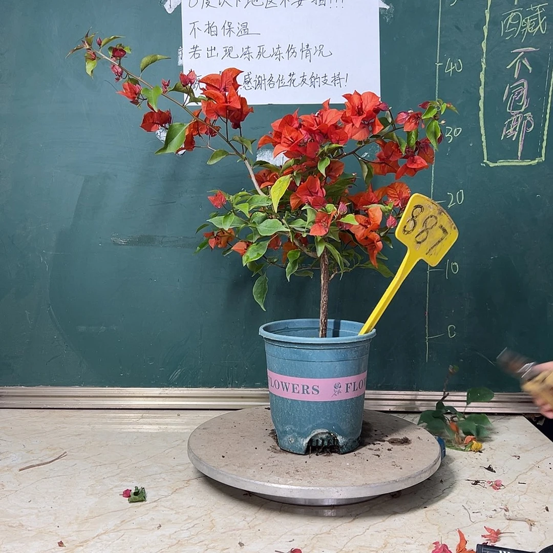 完全开放  热火桑巴 887