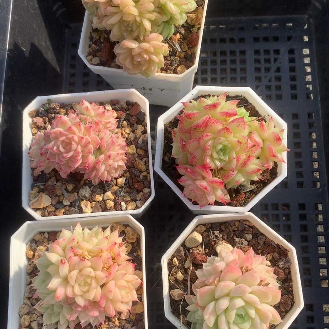 1217-35 套餐一组