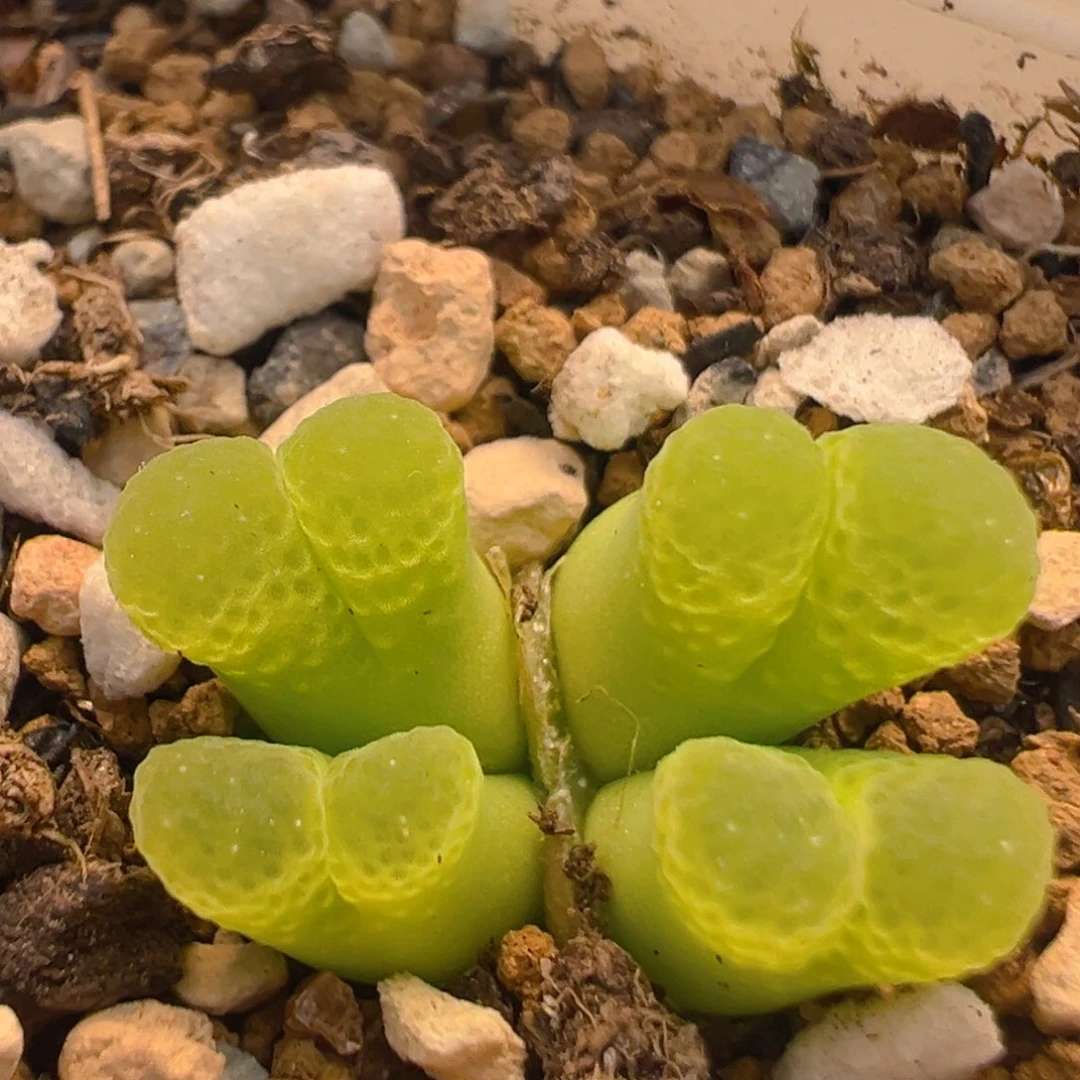 126多肉植物百科知识