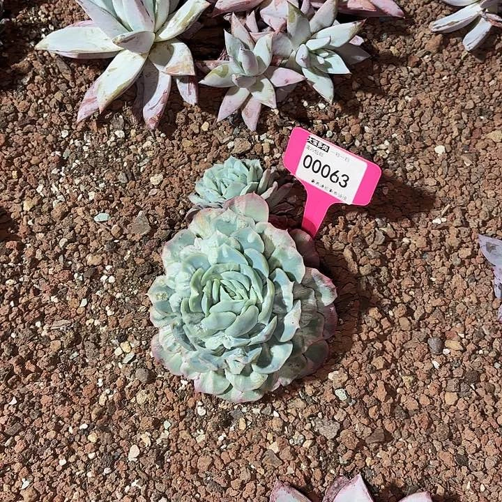 越*泡泡沙一物一拍00063