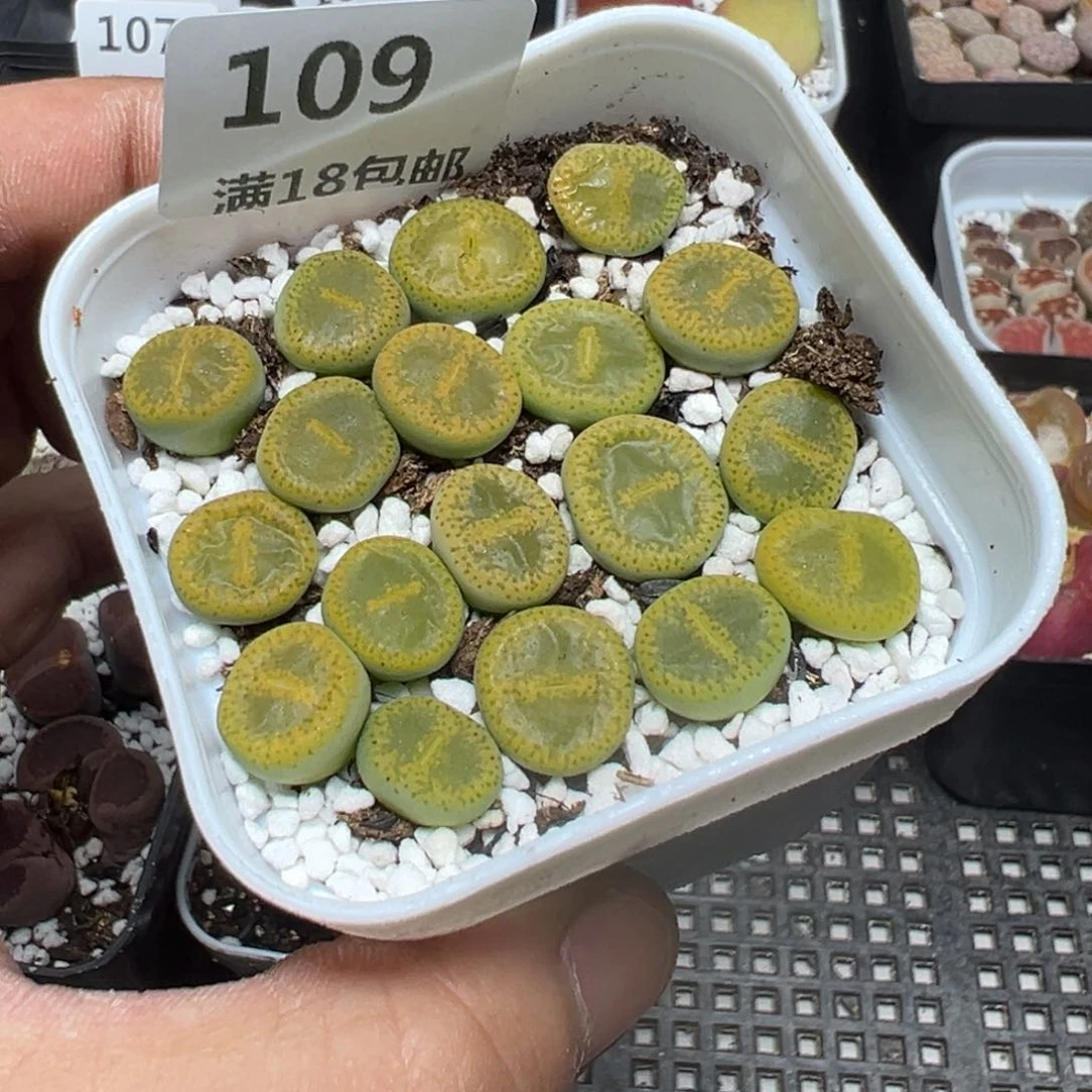【闪购商品】 109。
