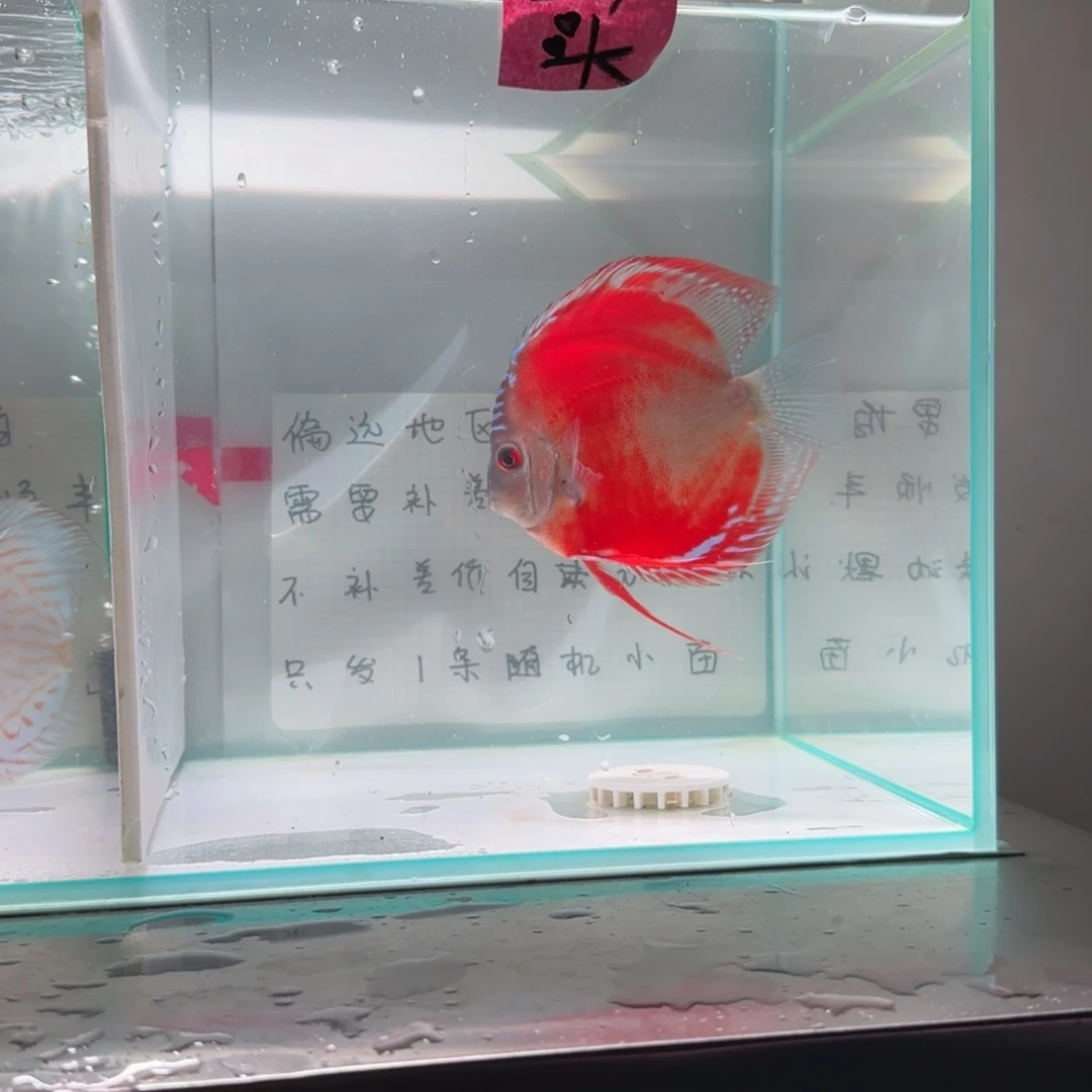 七彩神仙鱼七彩8-11，