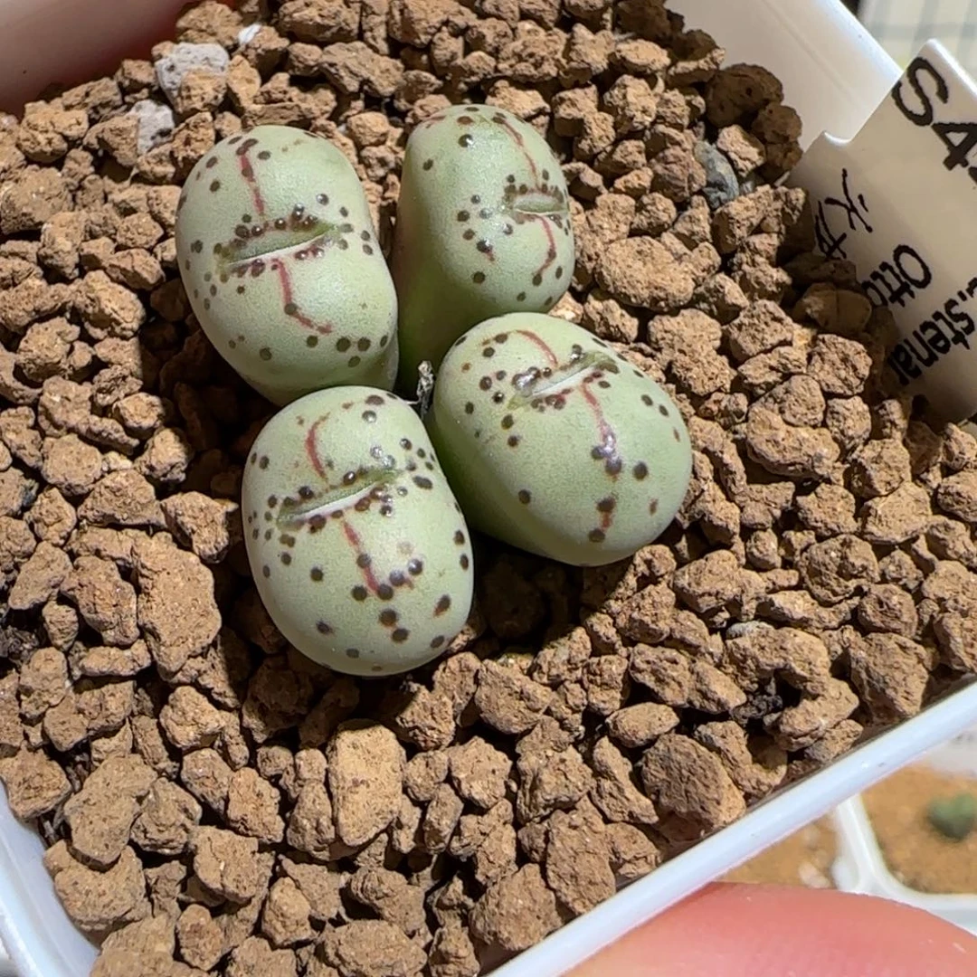 肉锥多肉植物组合-火龙果安贞1176母本
