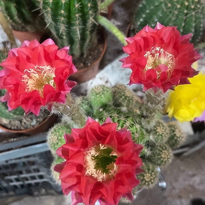 实生花色一物一拍