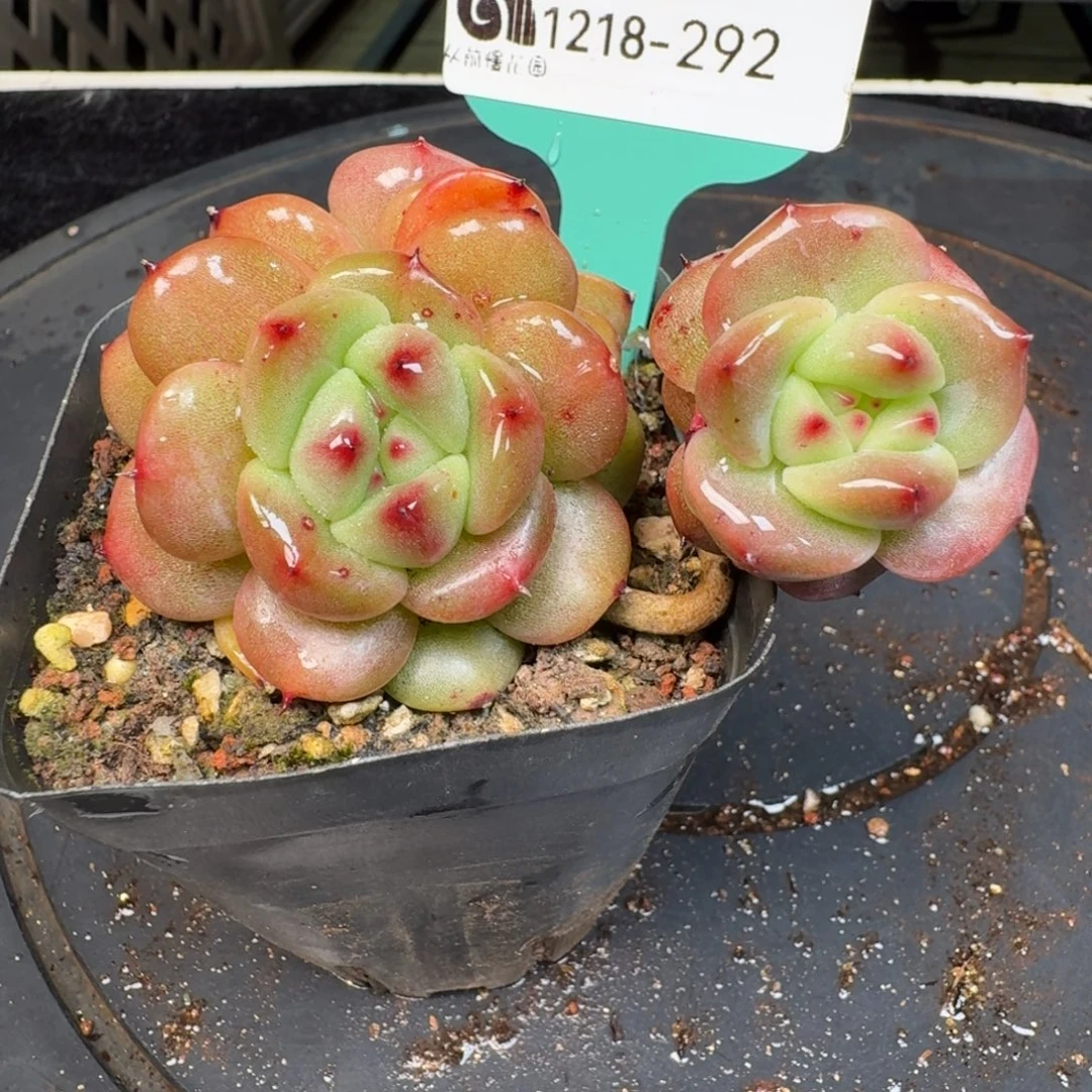 从前慢多肉精选编号1218.292