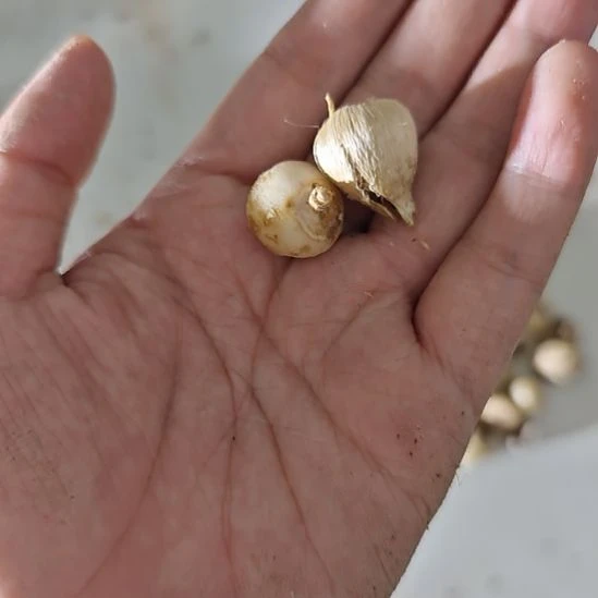 两颗一起，球根，两颗一起