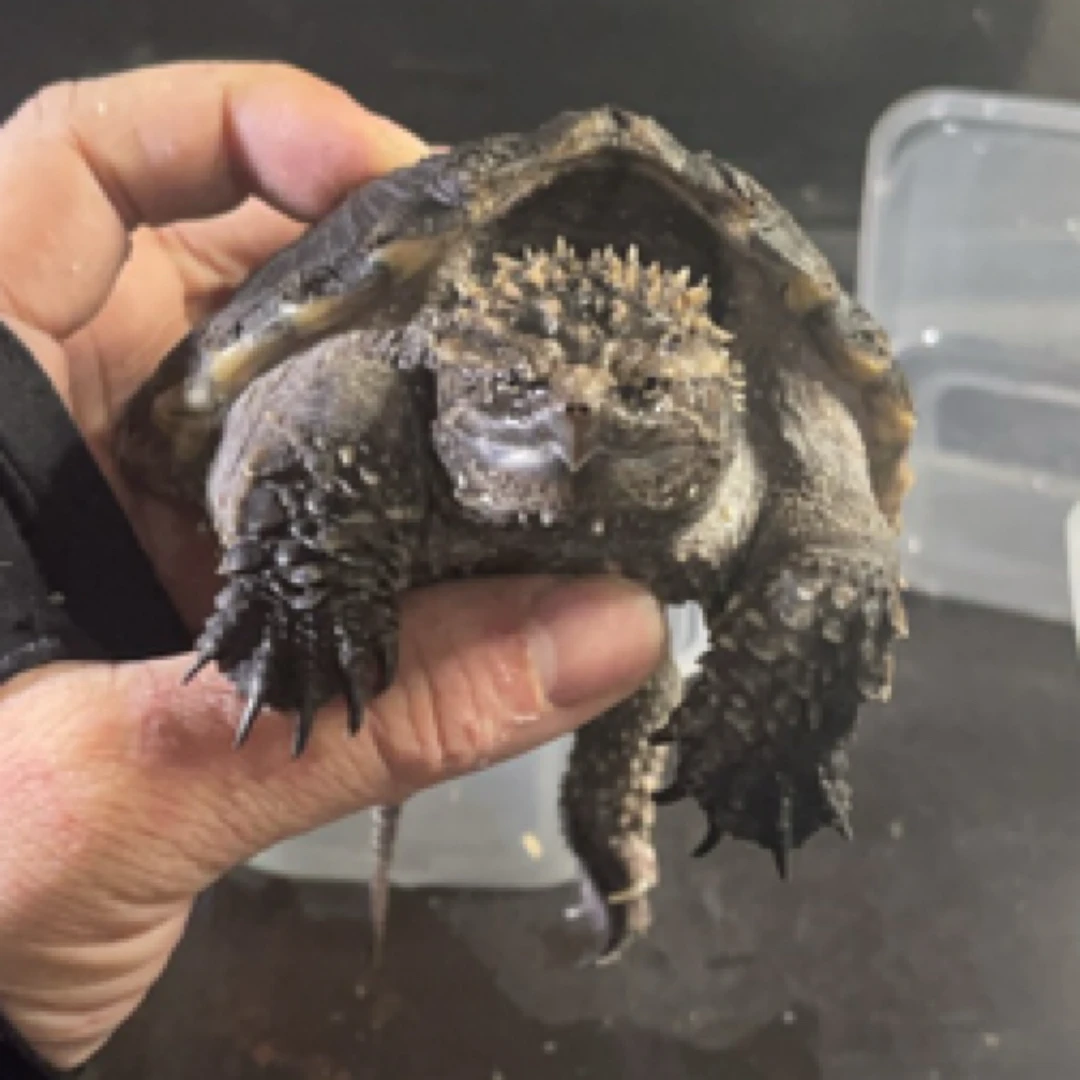 【清枫】原种暴刺佛鳄观赏人工繁殖小乌龟