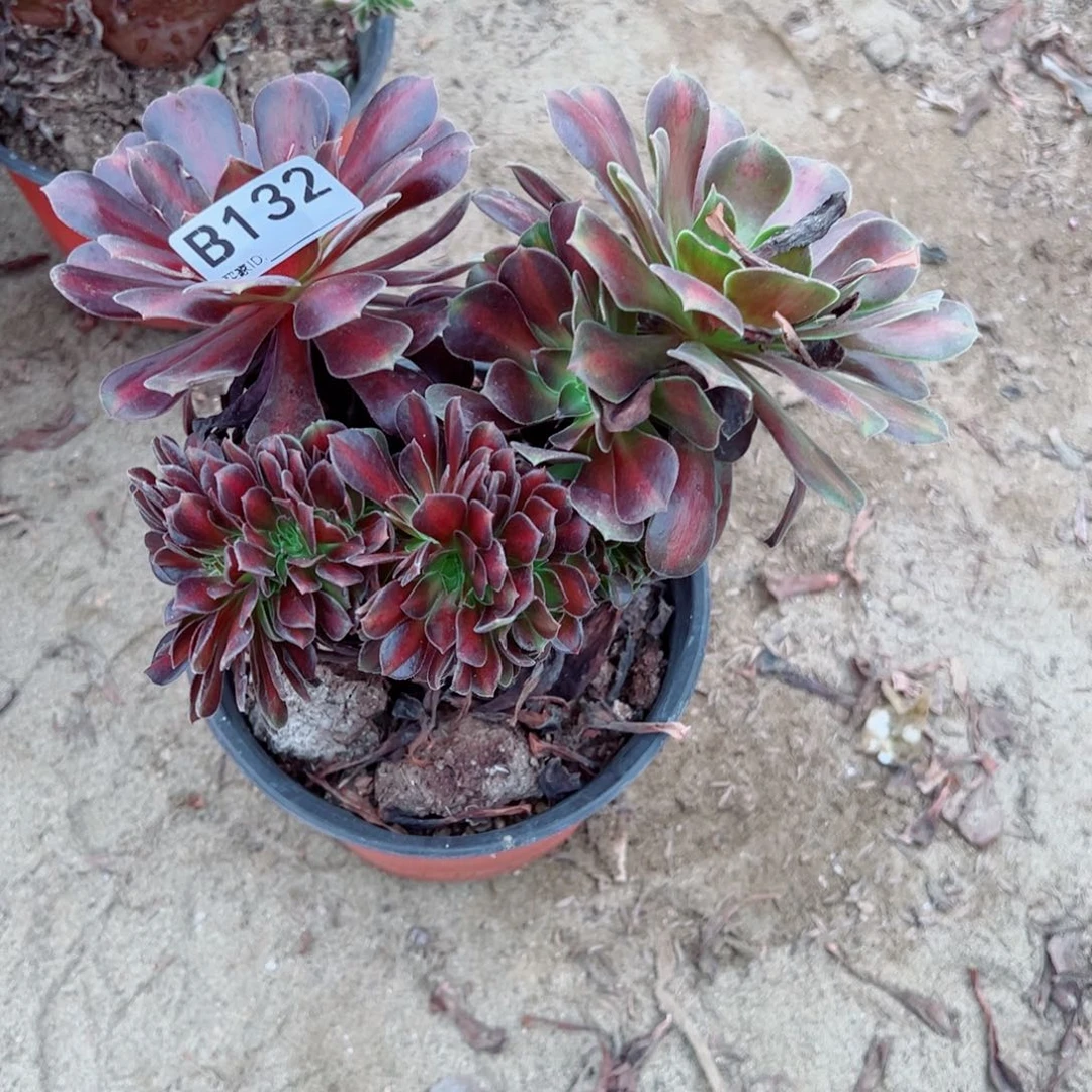 132晚霞缀化多肉植物法师