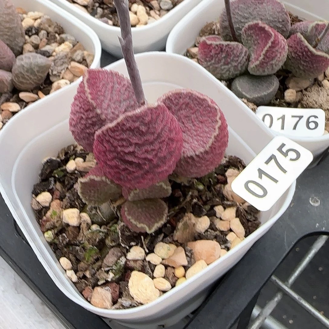 哈默猪肝多肉水泡植物0175