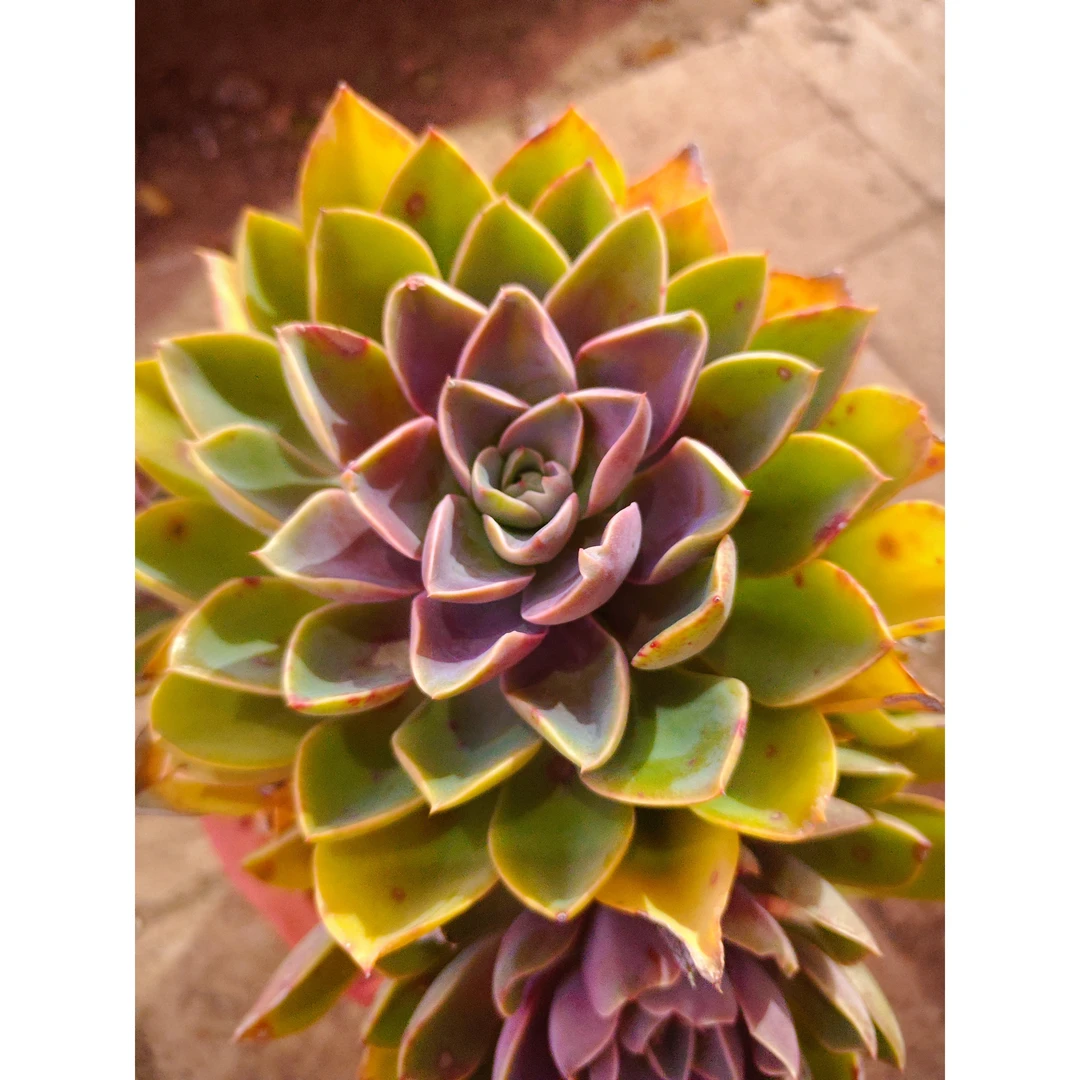 单头琼斯180#WQ 雪山多肉好看新手闭眼入阳台庭院一单