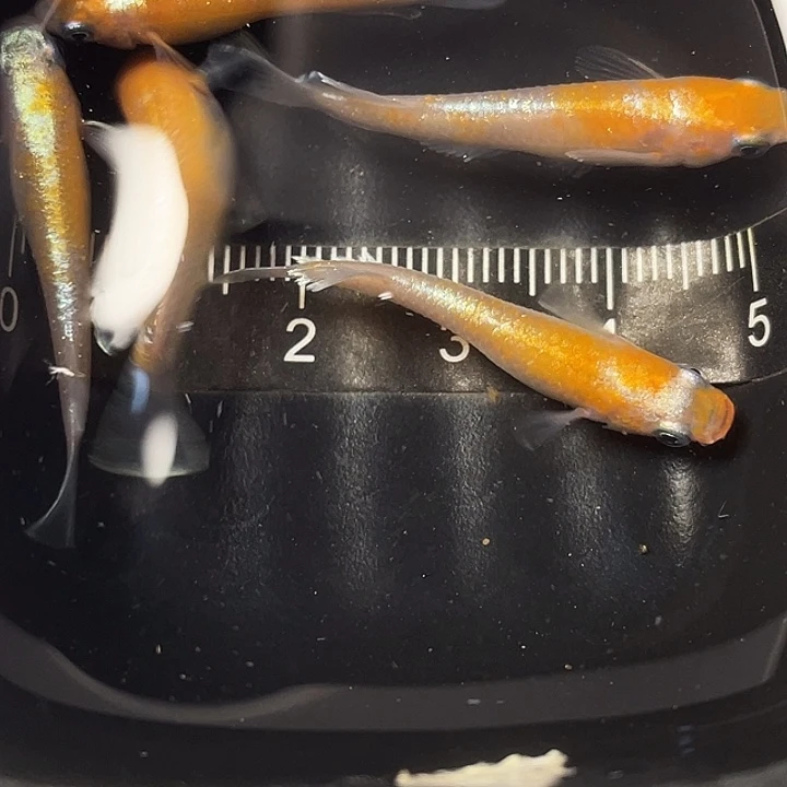 青鳉鱼赤壁5条，003号，满15包邮，可叠单