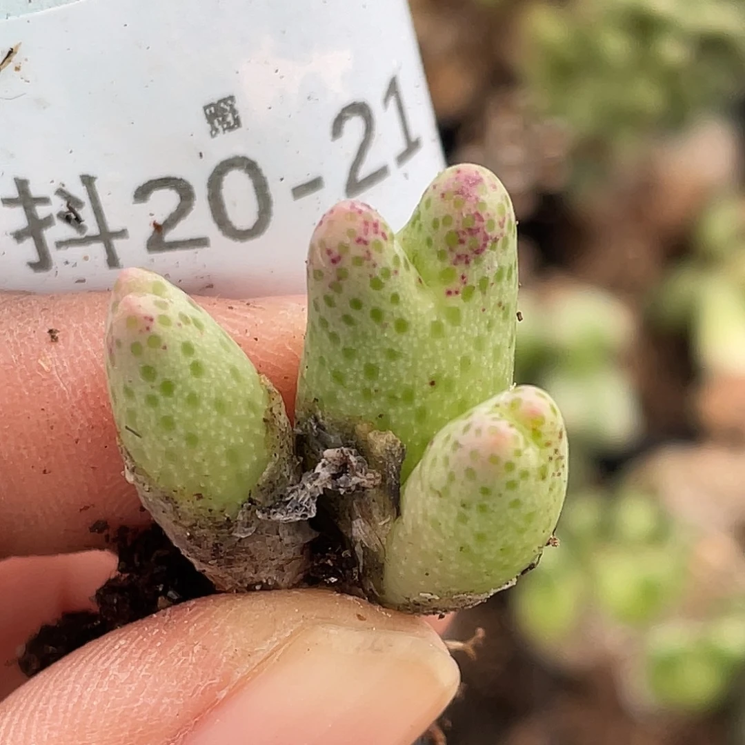 20-21草莓斑马肉锥