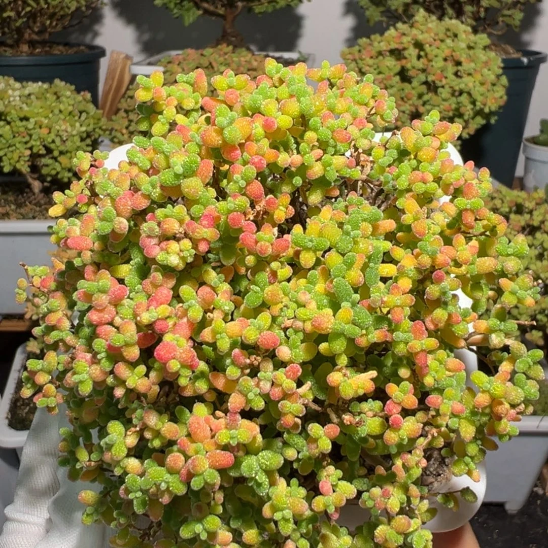 d3167蜜桔糖球枝干