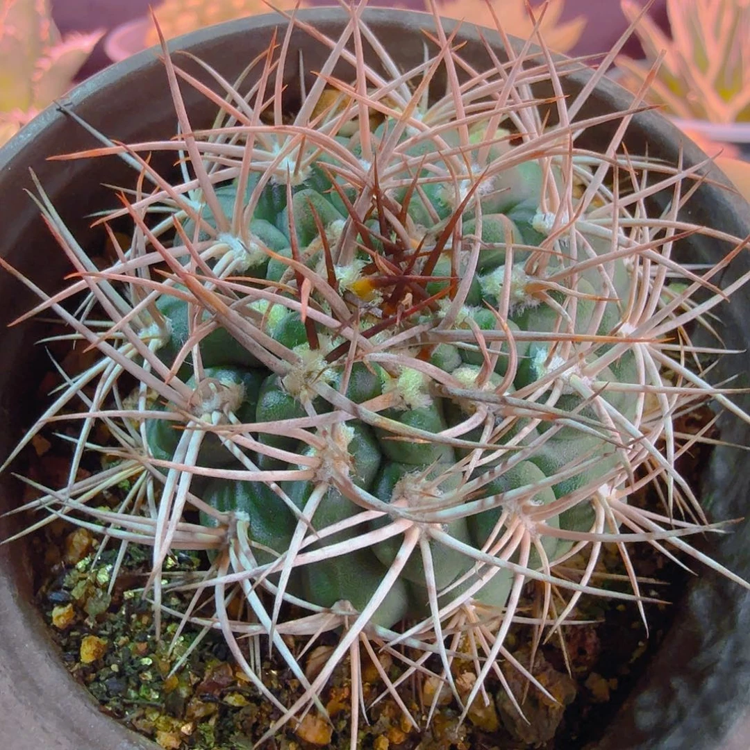碧岩玉实生多肉植物