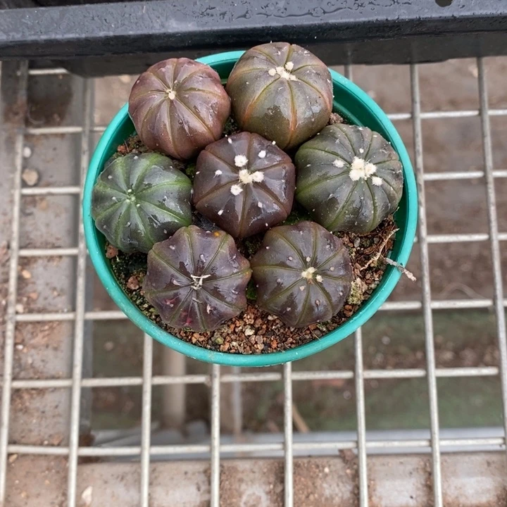 三****聊伯克利和他女朋友在一起的时候