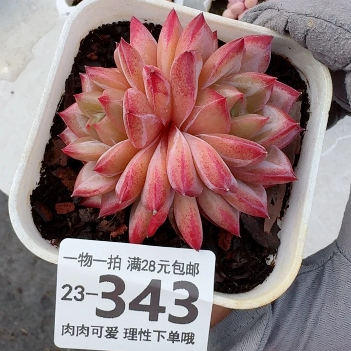 黑武士无盆土发货无盆土发货