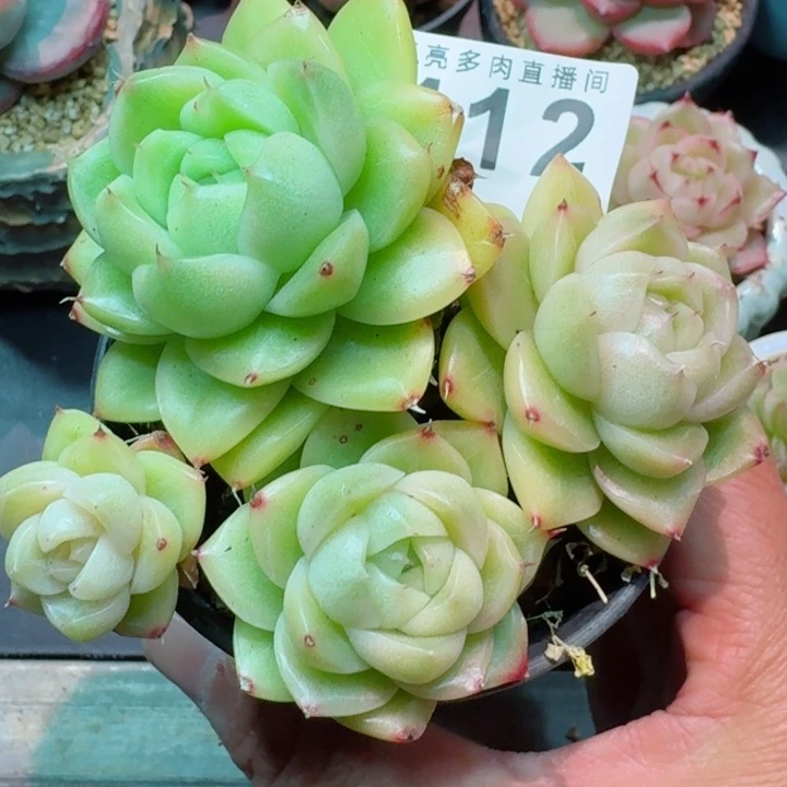 麦秆群生         精控精养多肉植物