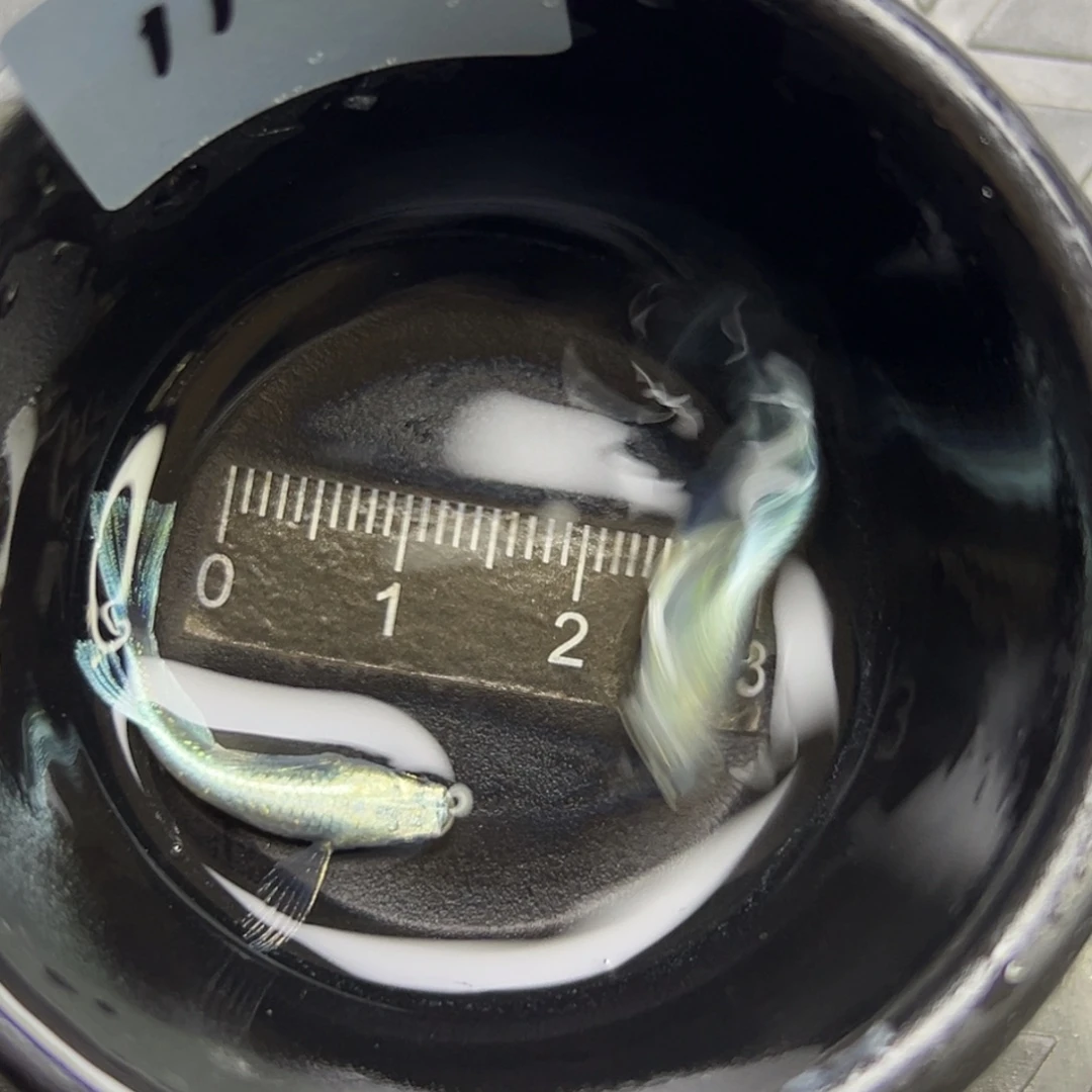 青鳉鱼112。