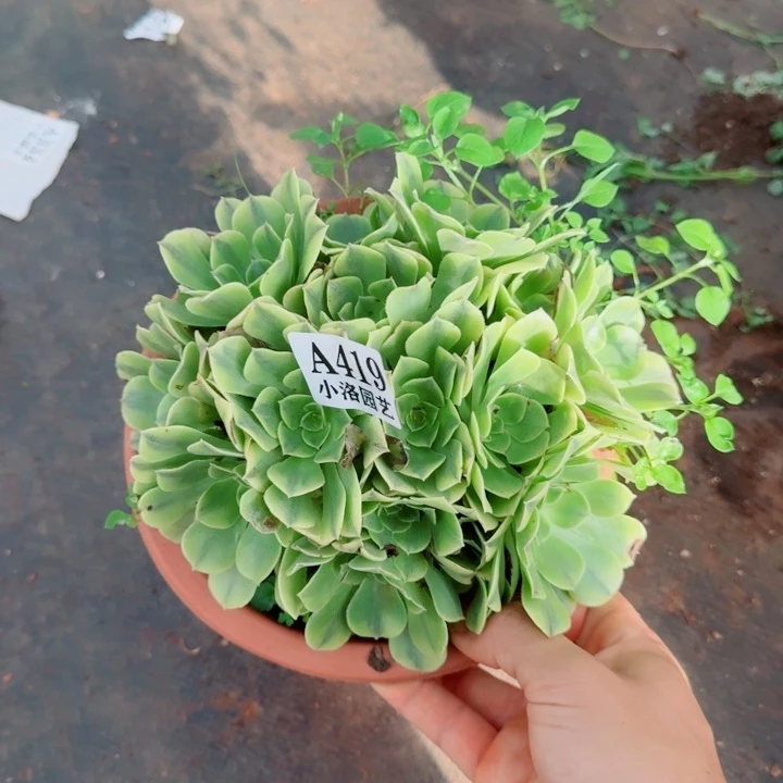 419号绿豆缀化法师植物