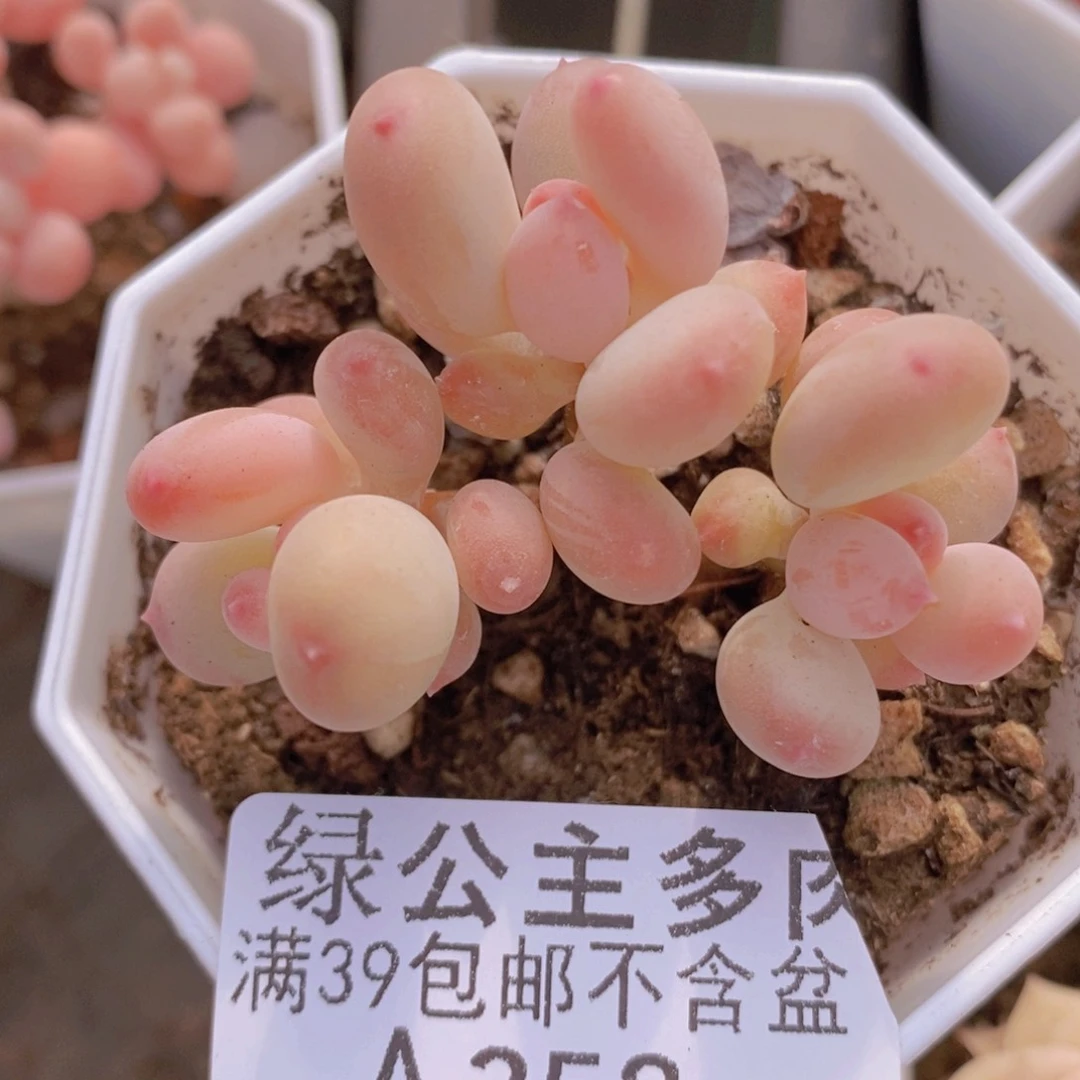 二代苹果奶5cm358多肉植物