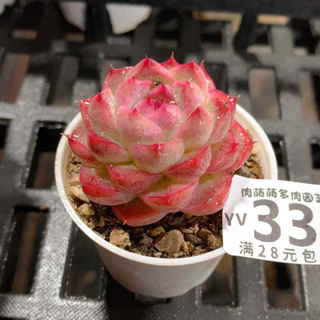 肉萌萌拇指盆精控多肉YV331