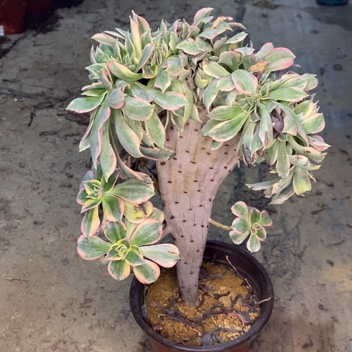 灿烂缀多肉植物36