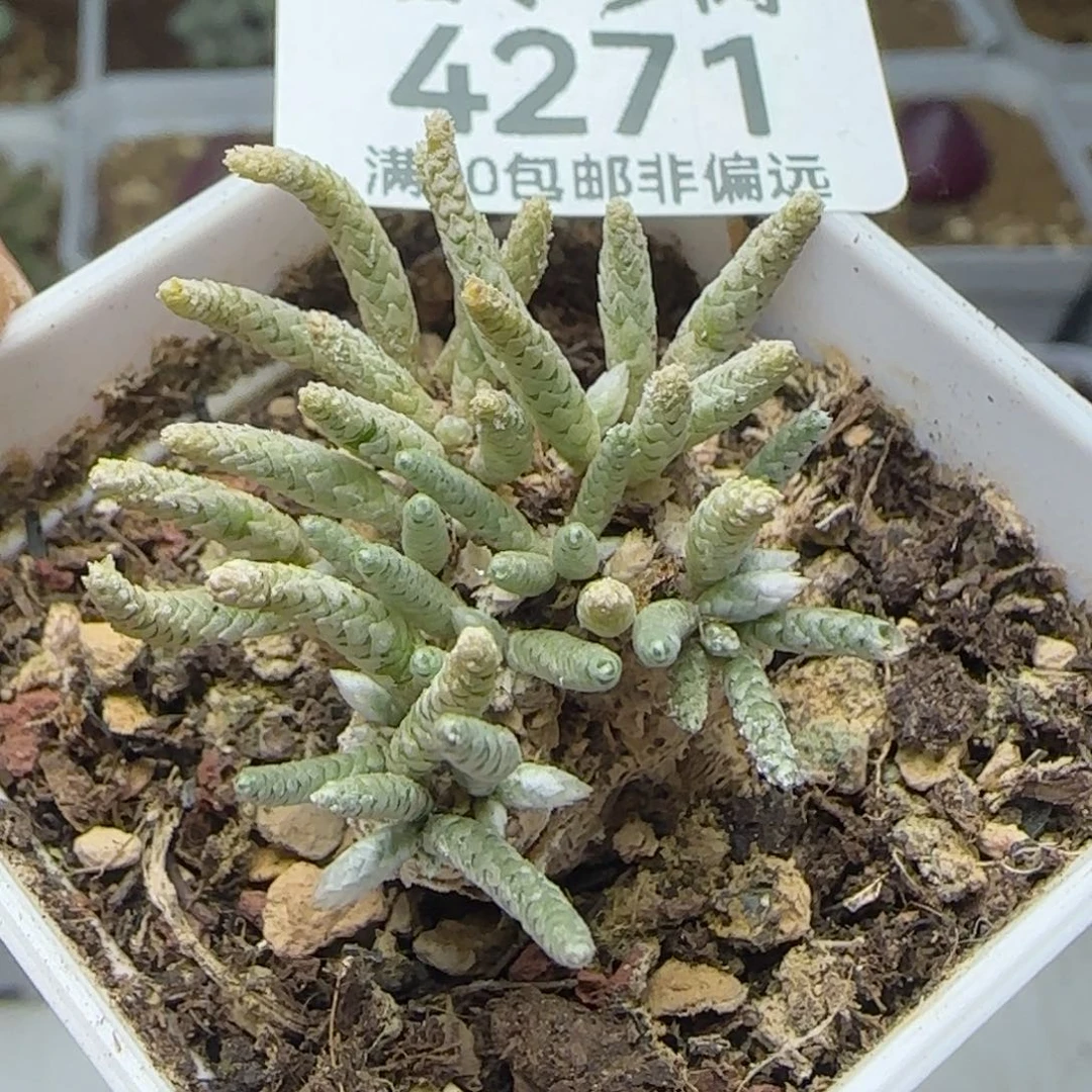 红花韧锦带盆土。