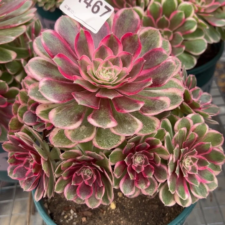 467孔雀翎20厘米左右