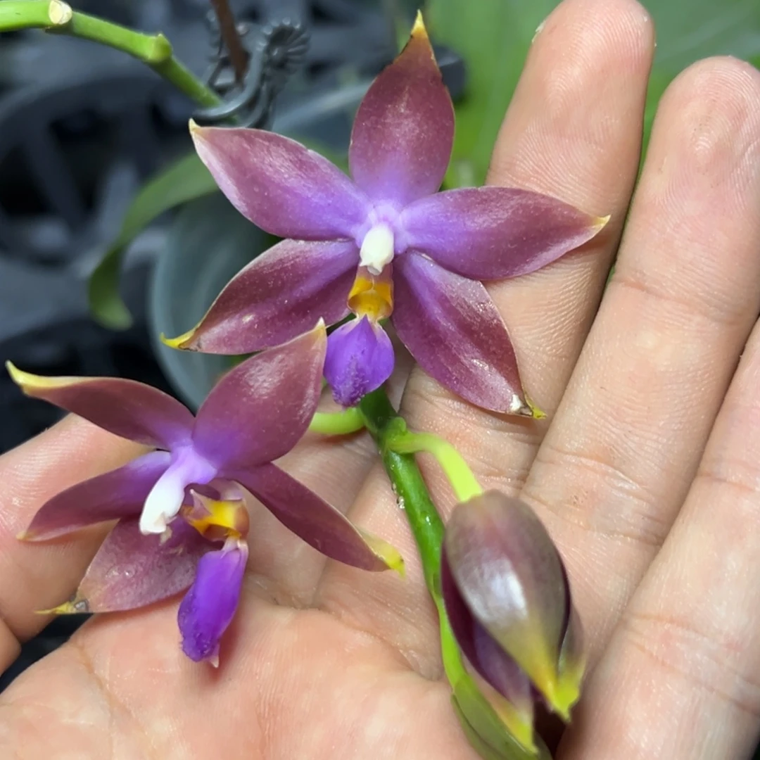 完全开放l168三寸ys1172