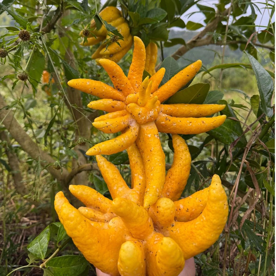 佛手柑可闻香可观赏天然清香可食用